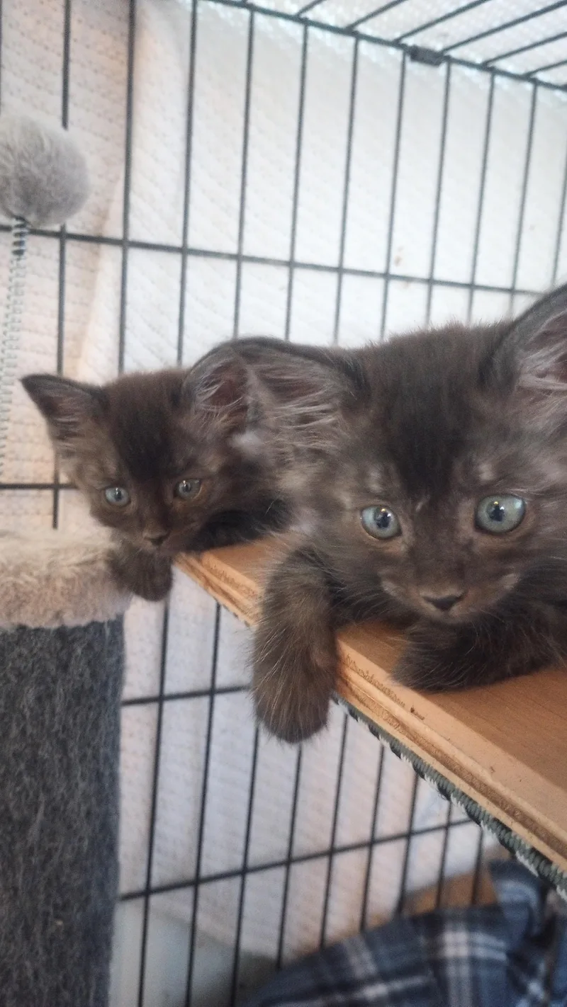 A baby medium-sized male Smoke Domestic Medium Hair cat named Conner & Cory for adoption in Santa Rosa, CA