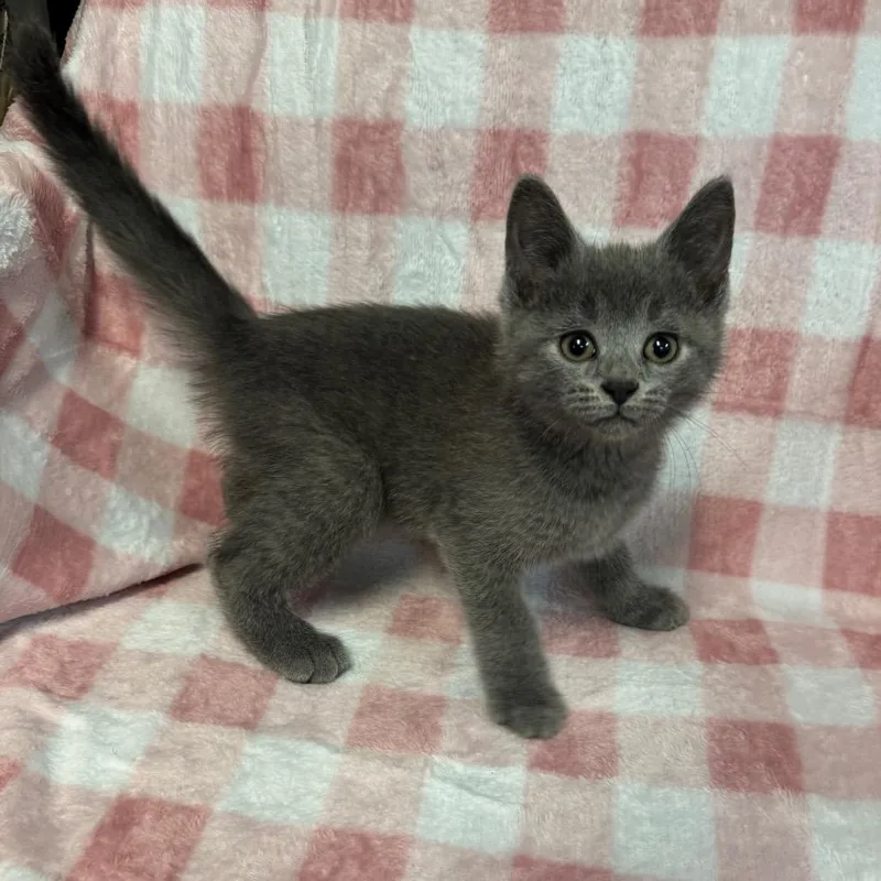A baby small-sized male Gray / Blue / Silver Domestic Short Hair cat named Kale for adoption in Kittanning, PA