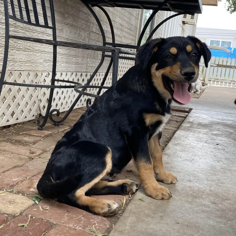 A baby medium-sized male Black German Shepherd Dog dog named Skeet for adoption in Amarillo, TX
