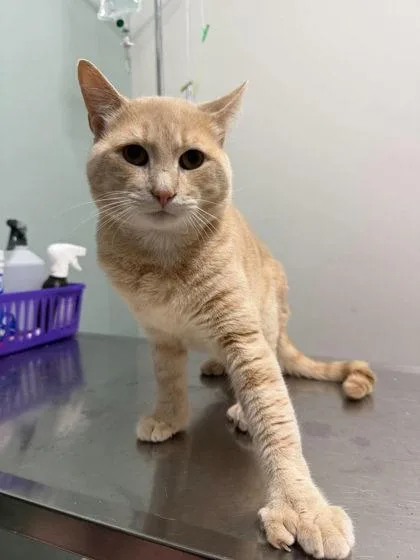 A young large-sized male Buff / Tan / Fawn Domestic Short Hair cat named Evan for adoption in Annapolis, MD