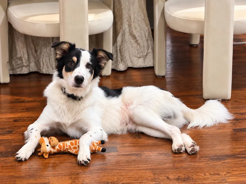 A young medium-sized male Border Collie dog named Jasper for adoption in Brenham, TX