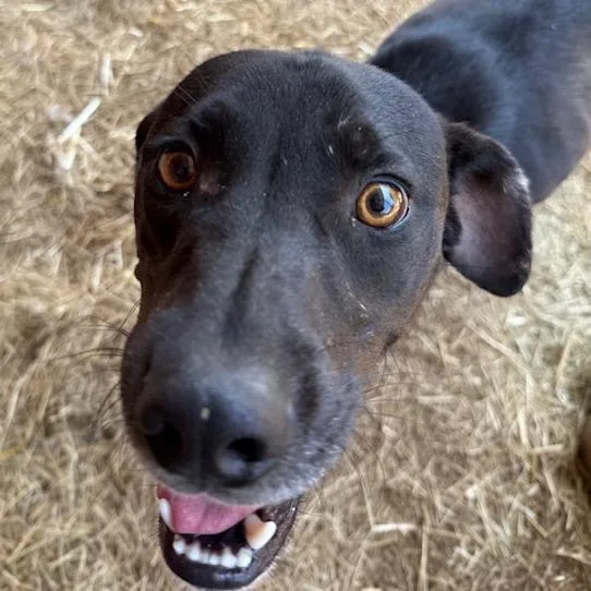 An adult medium-sized male Black Labrador Retriever dog named Scratchy for adoption in Deerfield, IL