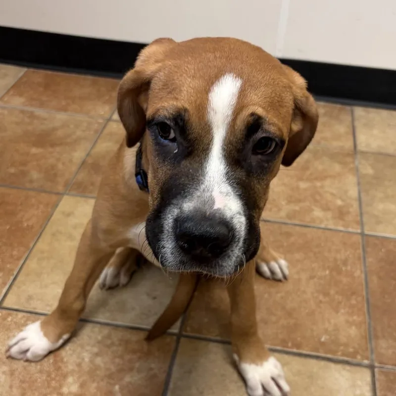 A baby medium-sized male Boxer dog named FWT Beef Cake for adoption in Midland, TX