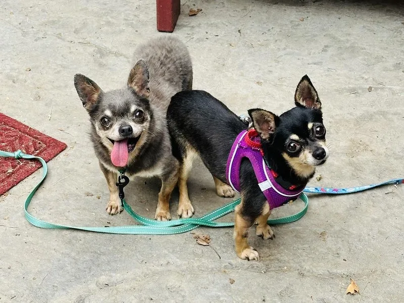 An adult small-sized female Brown / Chocolate Chihuahua dog named Sadie Mae for adoption in Pottstown, PA