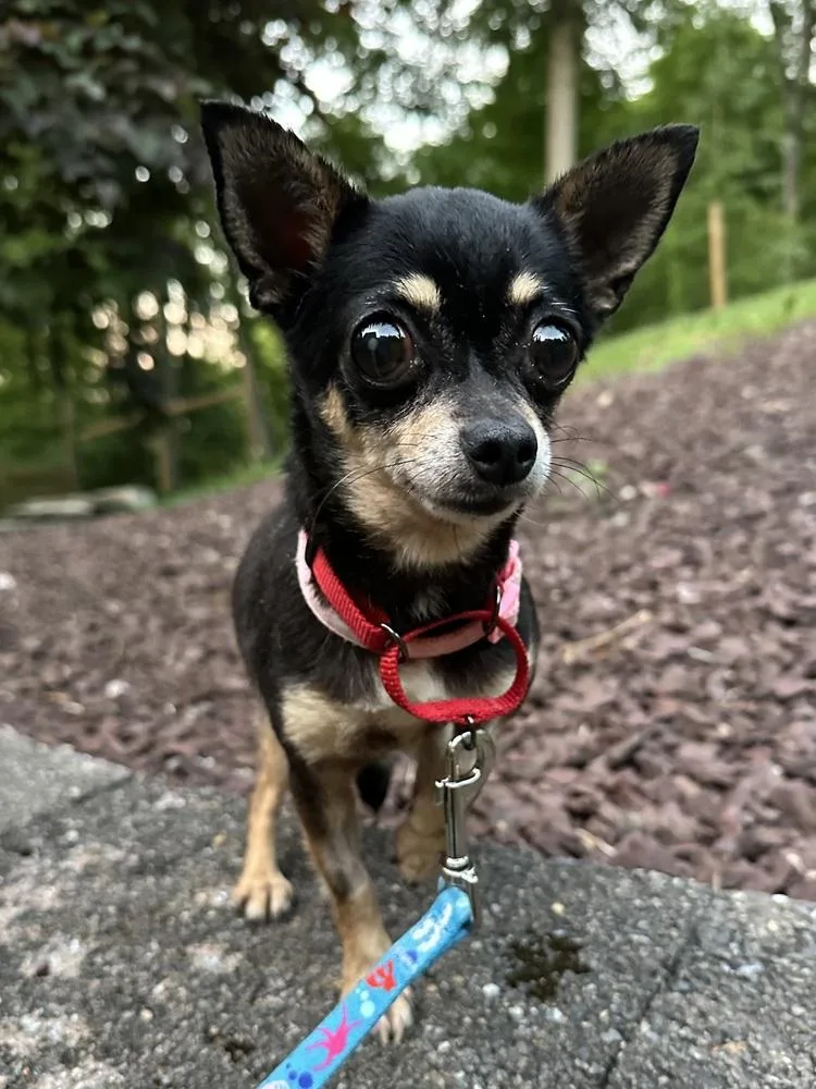 Sadie Mae thumbnail 2