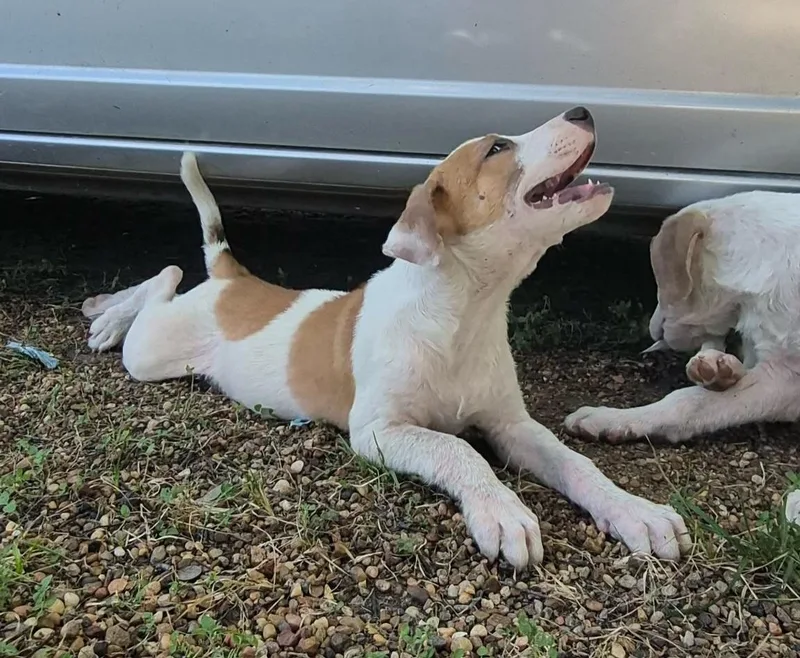 A baby medium-sized female White / Cream Labrador Retriever dog named Breezy for adoption in Houston, TX