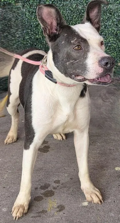 An adult large-sized female Black Mixed Breed dog named Queena for adoption in El Paso, TX