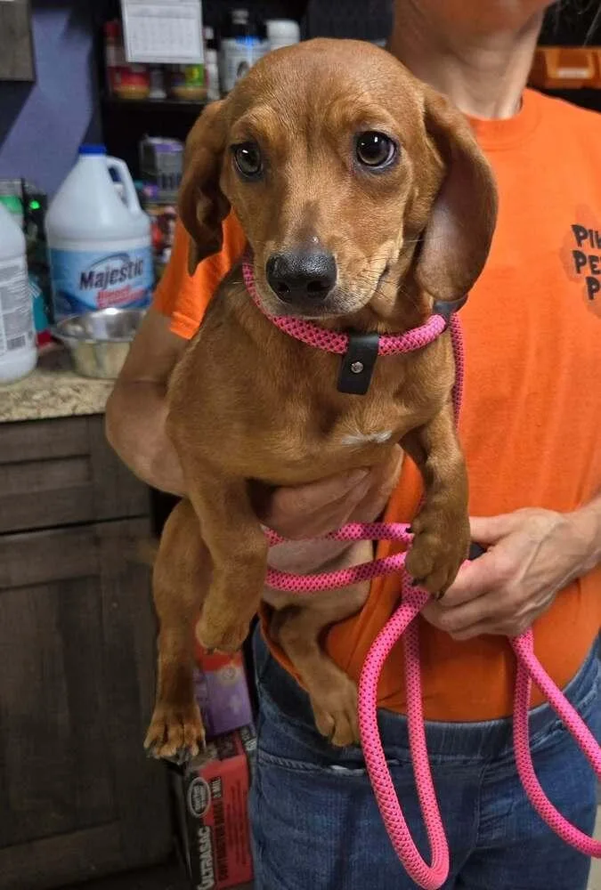 A young medium-sized female Brown / Chocolate Dachshund dog named Nutmeg for adoption in Waverly, OH