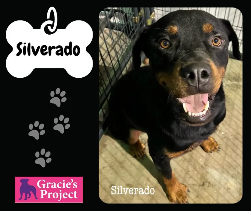 An adult large-sized male Rottweiler dog named Silverado for adoption in Canyon, TX