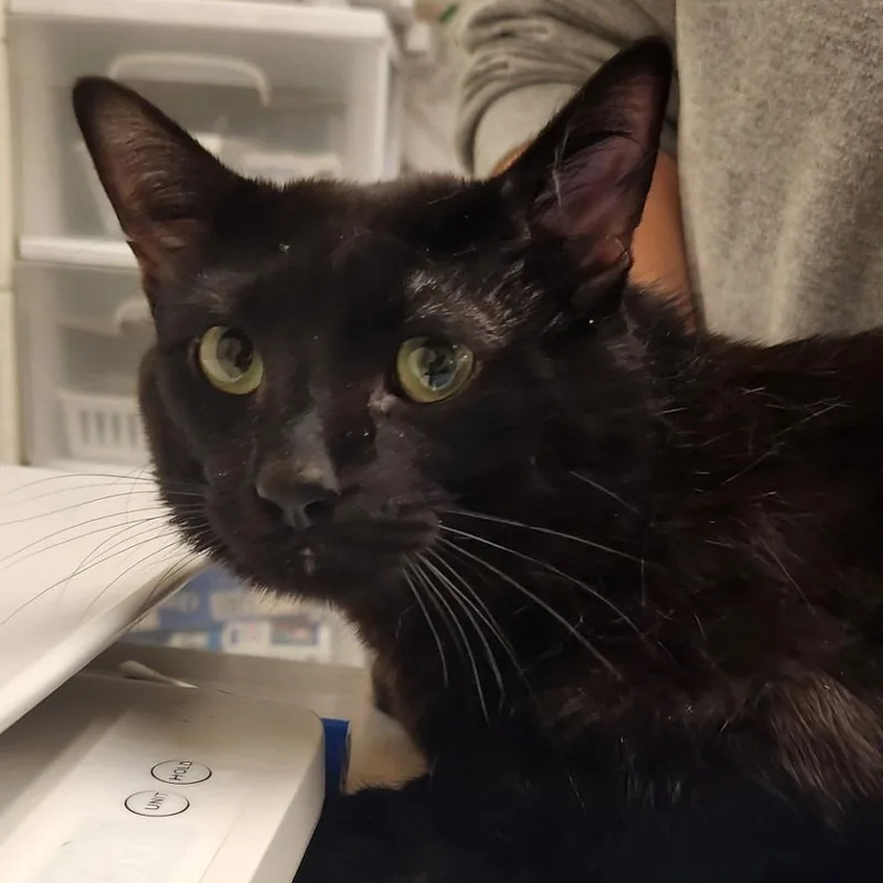 Toothless