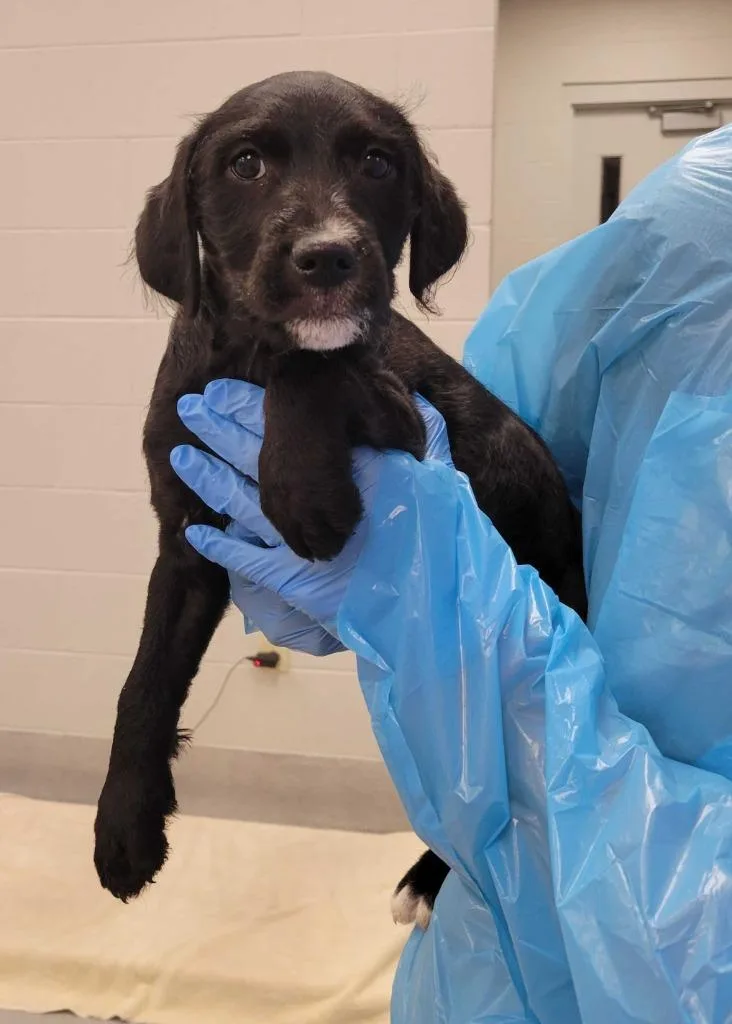 A baby medium-sized female Mixed Breed dog named Rhombus for adoption in Chillicothe, OH