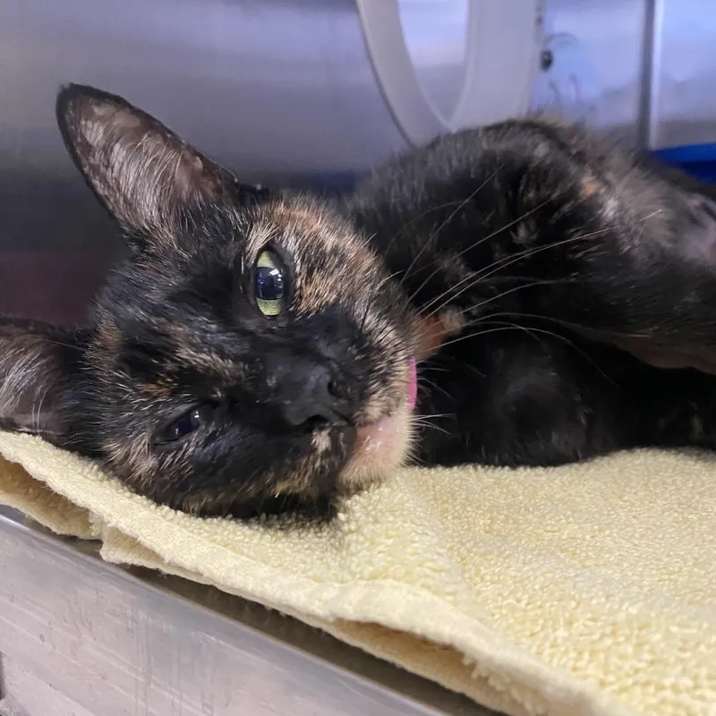A young medium-sized female Black Domestic Short Hair cat named Jean Gray for adoption in Lakeland, FL
