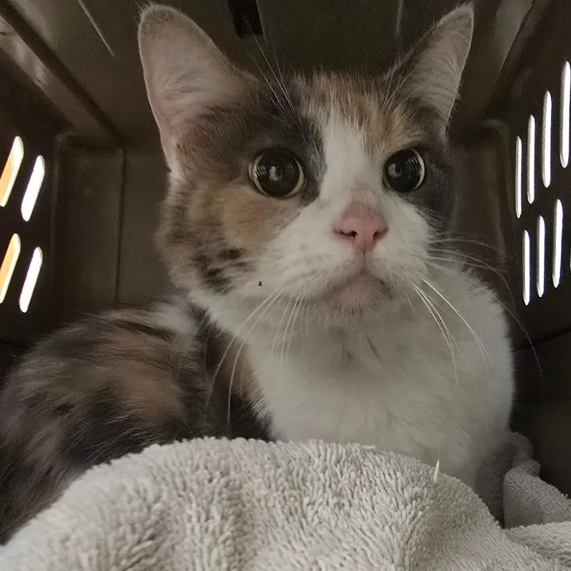 A senior medium-sized female Calico Domestic Short Hair cat named Tegan for adoption in Milan, IL