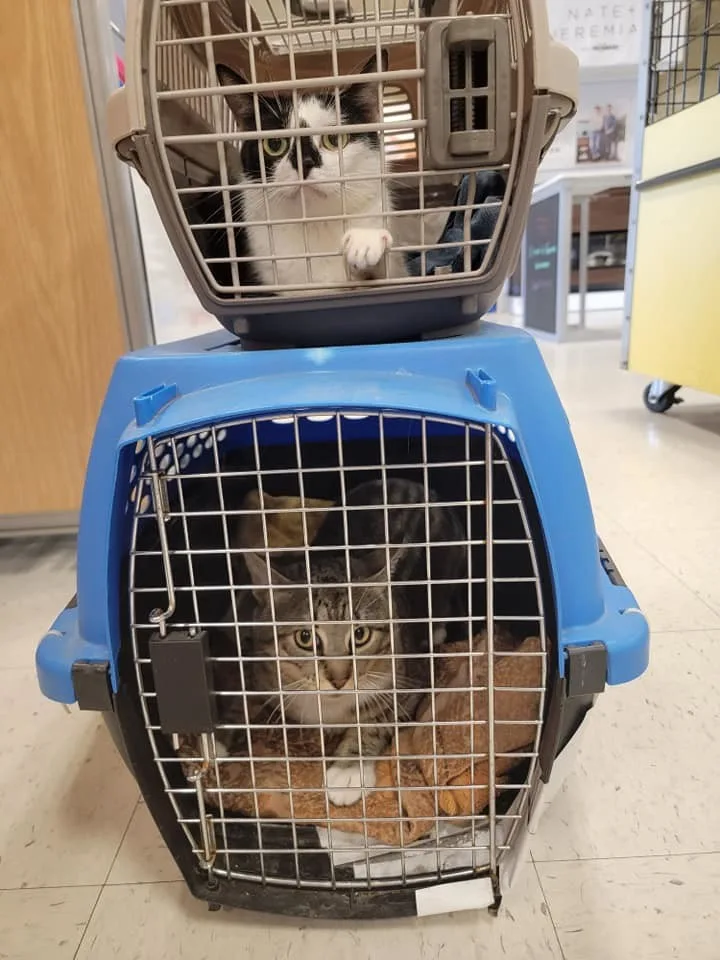 An adult medium-sized male Tabby (Buff / Tan / Fawn) Domestic Short Hair cat named Harvey for adoption in Houston, TX