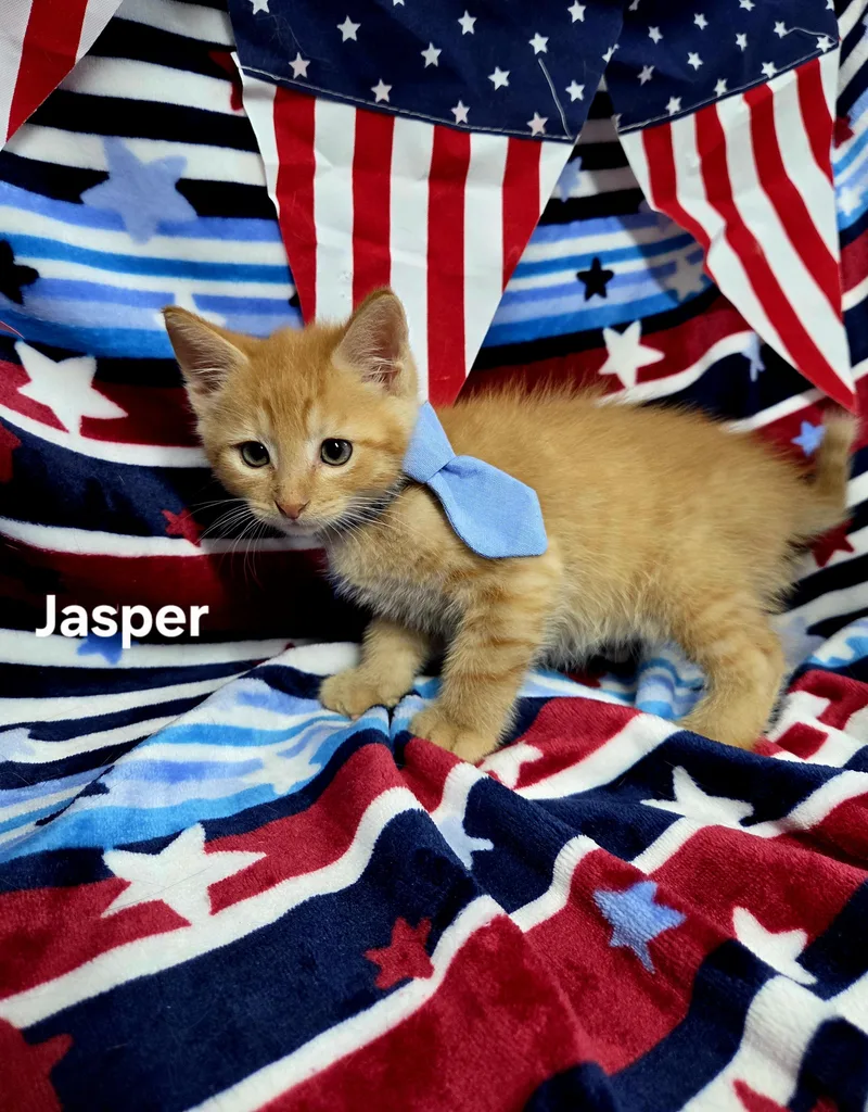 A baby medium-sized male Orange / Red Domestic Short Hair cat named Jasper for adoption in Delray, WV