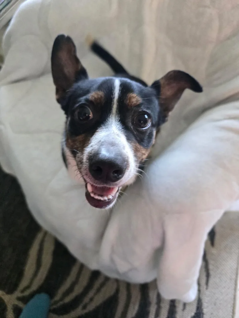 A young small-sized male Rat Terrier dog named Dexter for adoption in Eustis, FL