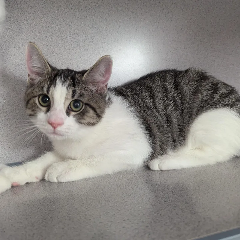 A baby small-sized male Brown / Chocolate Domestic Short Hair cat named Swirl for adoption in Evansville, IN