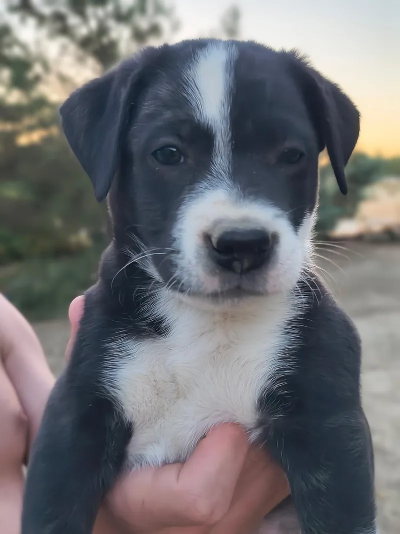 A baby medium-sized male Pit Bull Terrier dog named Dracula for adoption in Avon, CT