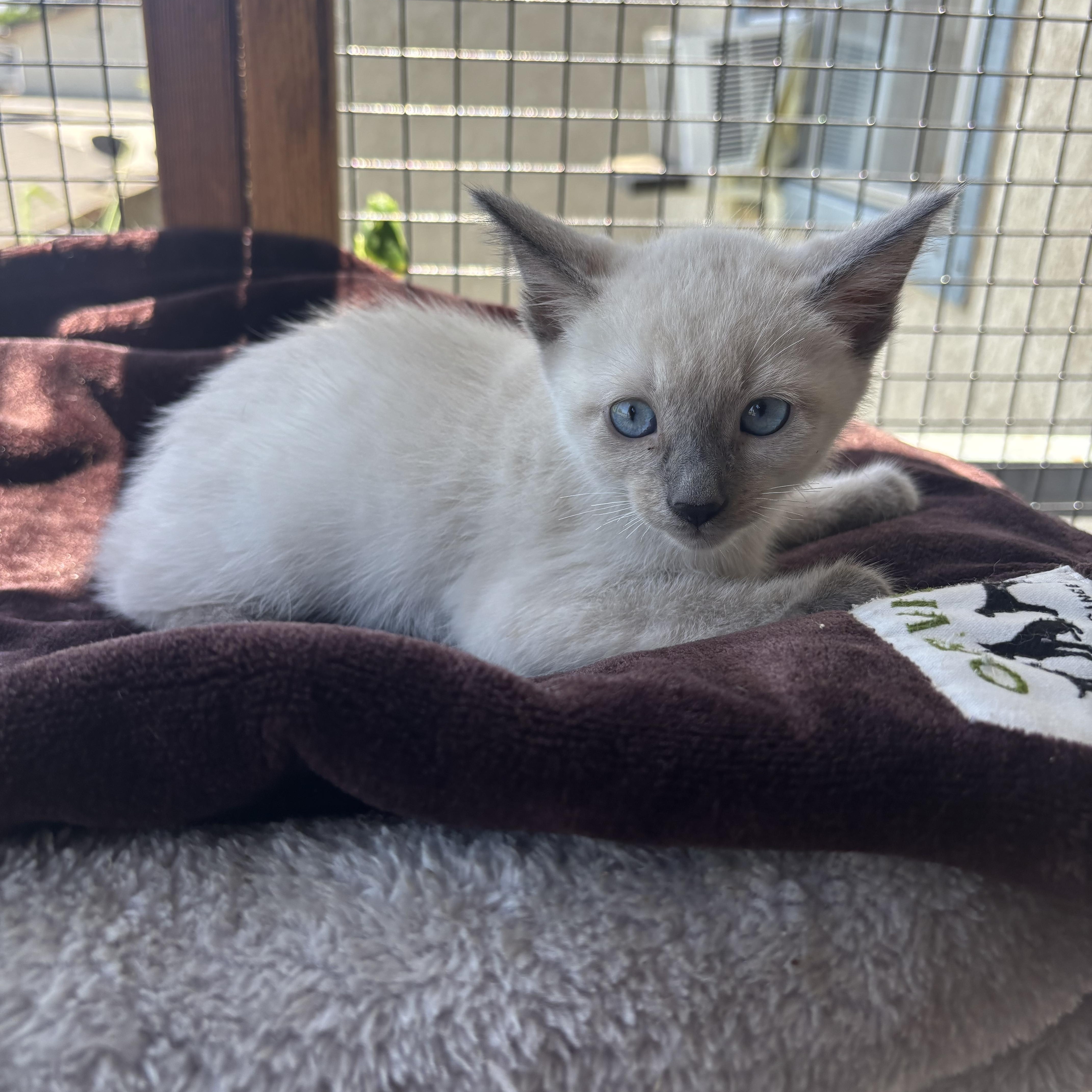 A baby small-sized male Blue Point Siamese cat named Saint for adoption in Costa Mesa, CA