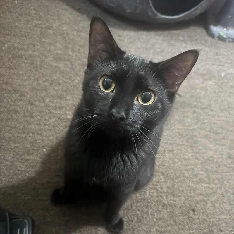 A young large-sized male Black Domestic Short Hair cat named Petyr for adoption in Shaker Heights, OH