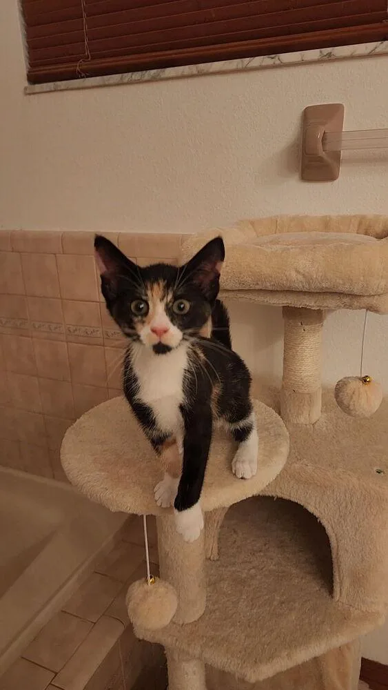 A baby small-sized female Domestic Short Hair cat named Natasha for adoption in Deltona, FL