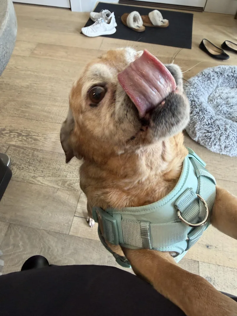 A senior medium-sized male Puggle dog named Apollo for adoption in Grand Rapids, MI