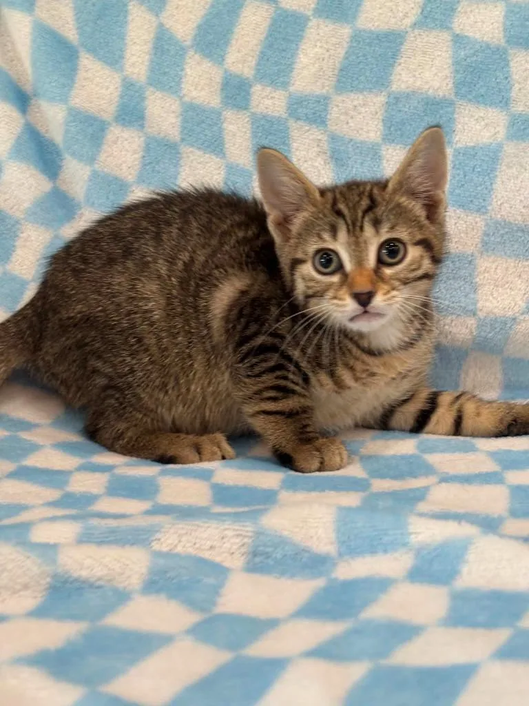 A baby small-sized female Domestic Short Hair cat named Charlee for adoption in Warrenton, NC