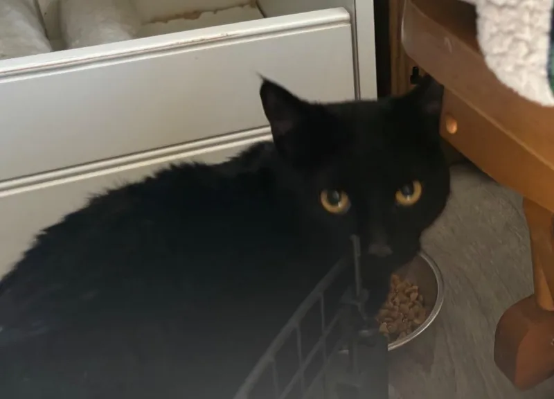 A young small-sized male Domestic Short Hair cat named Solomon for adoption in Gorham, ME