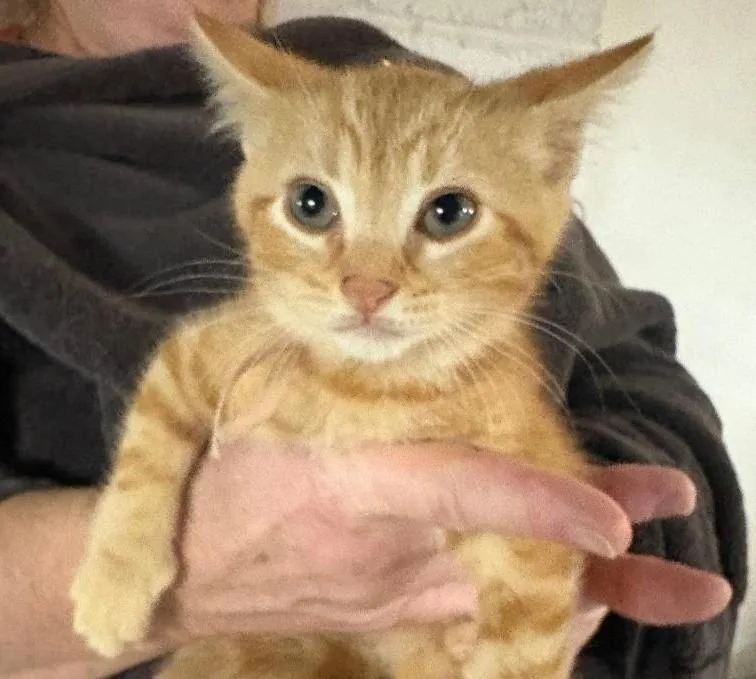 A baby medium-sized male Orange / Red Domestic Short Hair cat named Mr. Peach for adoption in East Brunswick, NJ