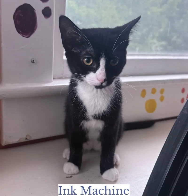Ink Machine thumbnail 2