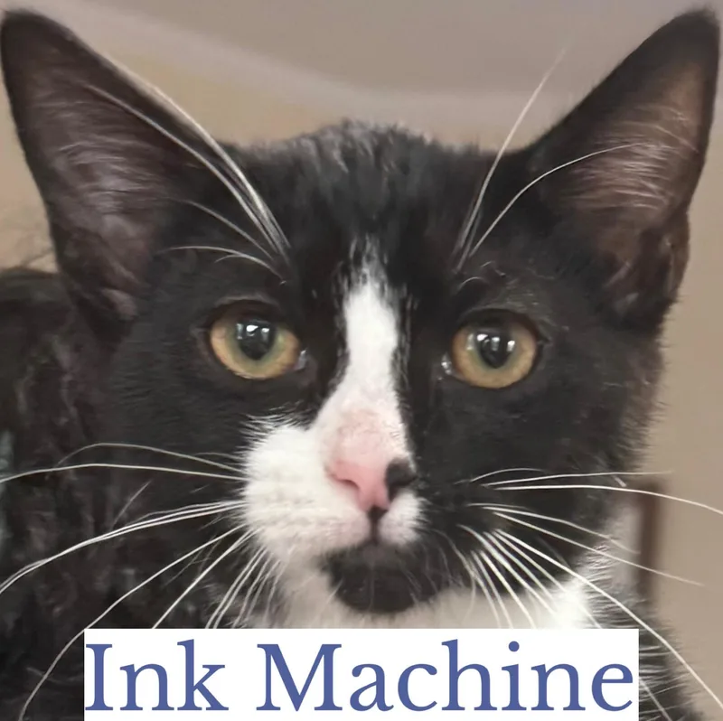 Ink Machine thumbnail 3