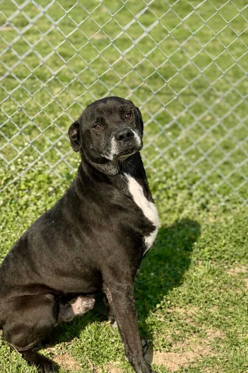 A senior large-sized male Black Pit Bull Terrier dog named Shadow for adoption in Clarksville, TN