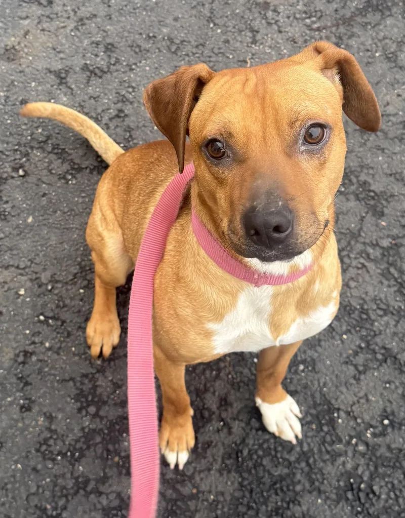 A young medium-sized male Yellow / Tan / Blond / Fawn Retriever dog named Stewart HOLD for adoption in Canton, OH