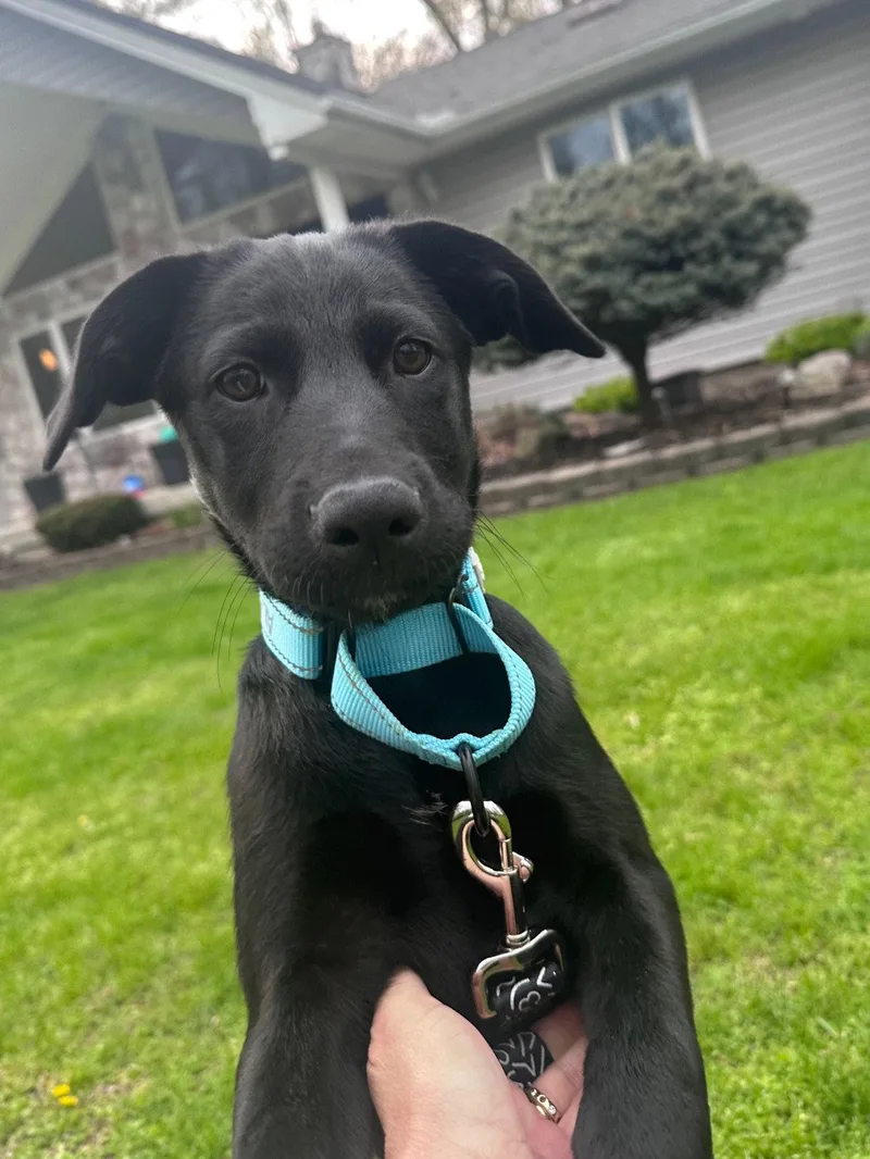 A baby medium-sized female Labrador Retriever dog named Eden for adoption in Marine City, MI