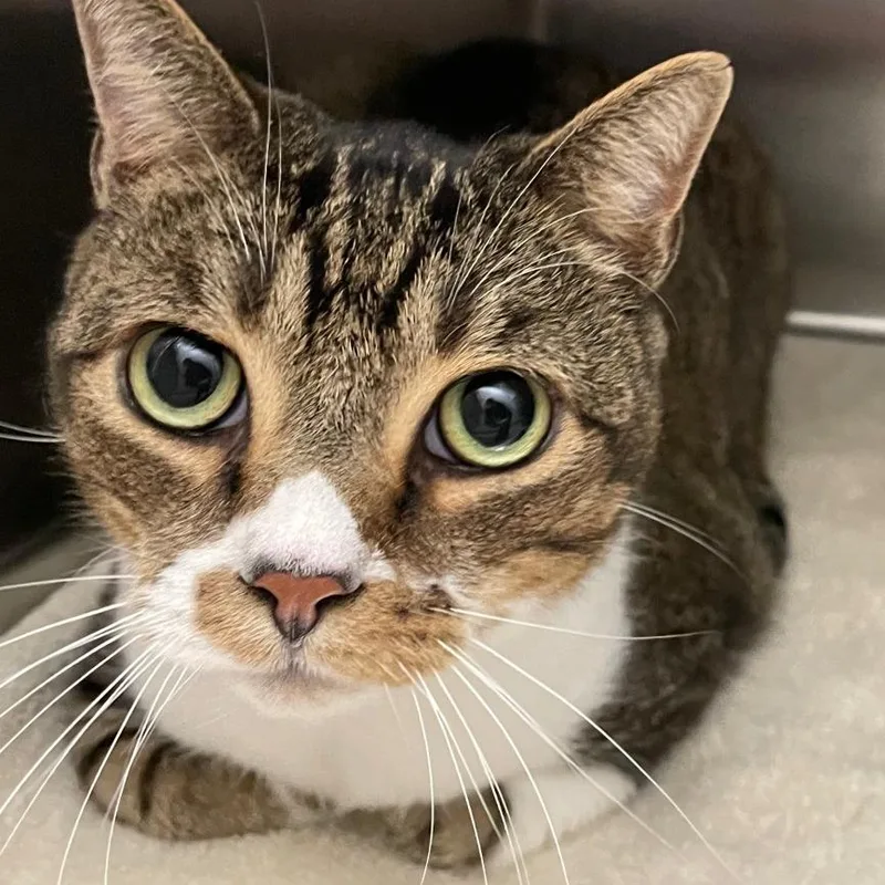 A senior large-sized male Brown / Chocolate Domestic Short Hair cat named Titus for adoption in Ballston Spa, NY