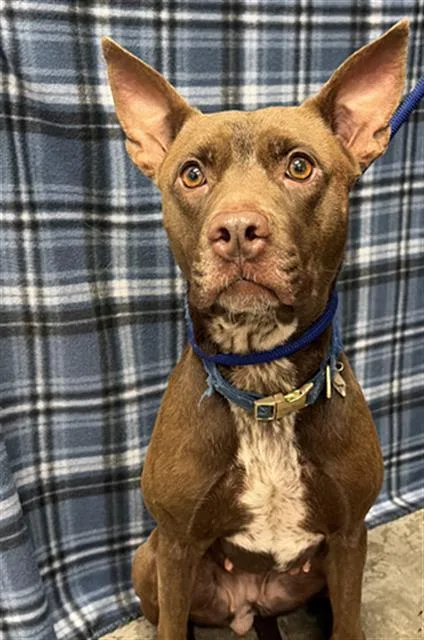 An adult medium-sized female Pit Bull Terrier dog named Auburn for adoption in Rosenberg, TX