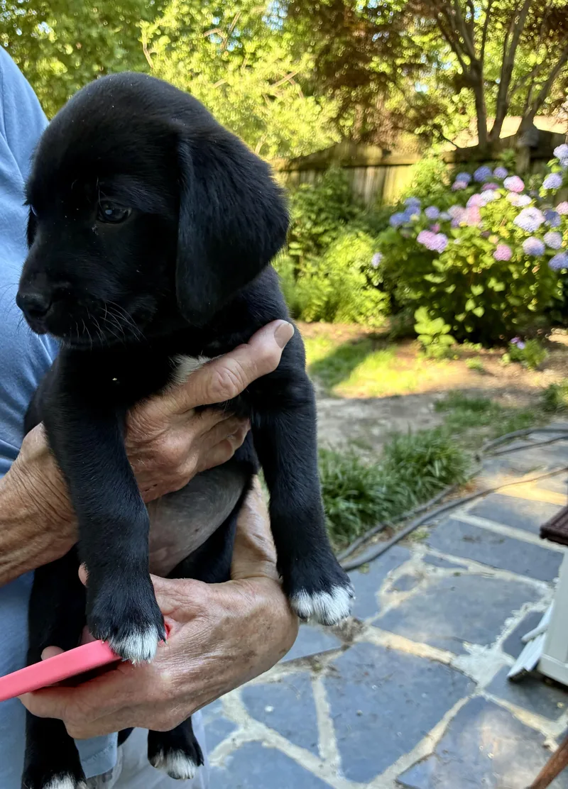 A baby medium-sized female Black Labrador Retriever dog named Wanda for adoption in Richmond, VA