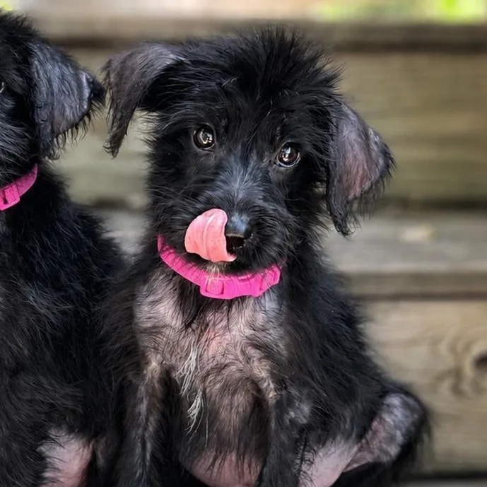 A baby large-sized female Black Labradoodle dog named Lacey for adoption in Crosby, TX