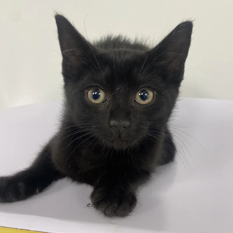 A baby small-sized male Black Domestic Short Hair cat named Lionel for adoption in Allentown, PA
