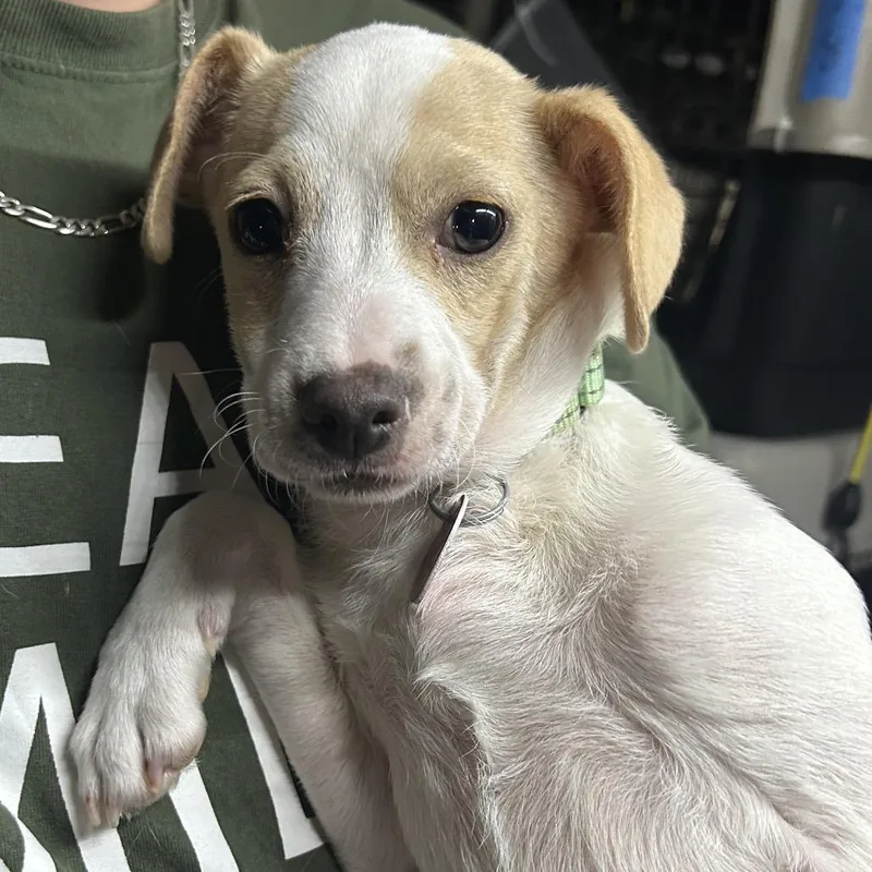 A young small-sized female White / Cream Chihuahua dog named Talia for adoption in Point Richmond, CA
