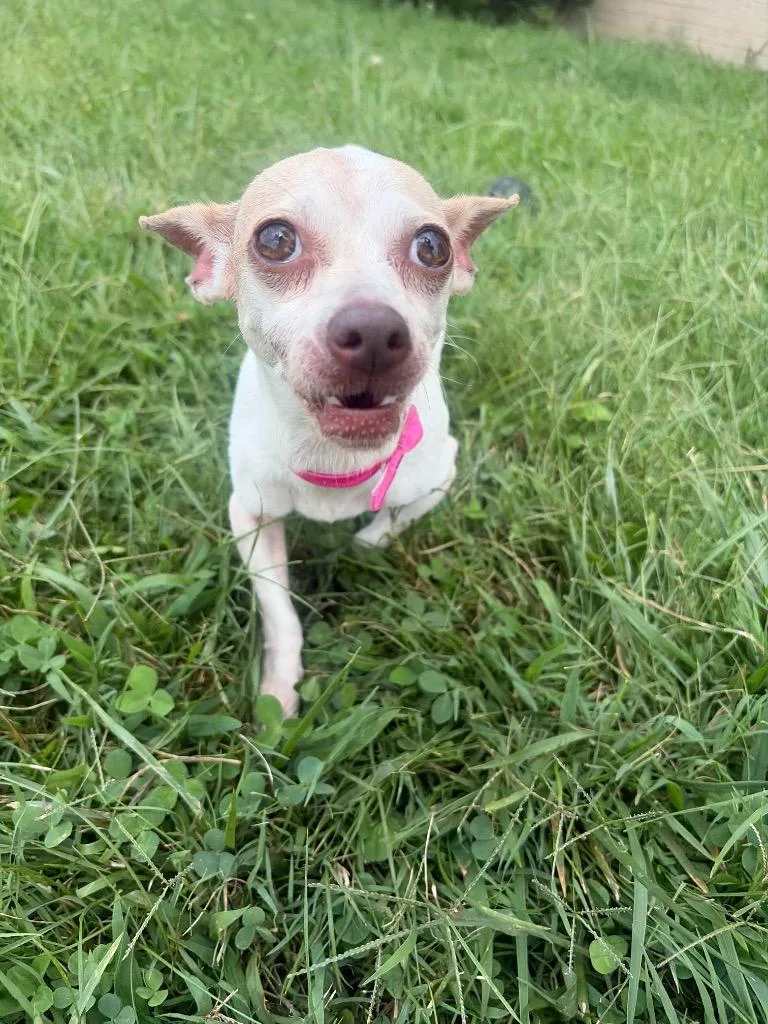 An adult small-sized female Chihuahua dog named Faith for adoption in Gallatin, TN