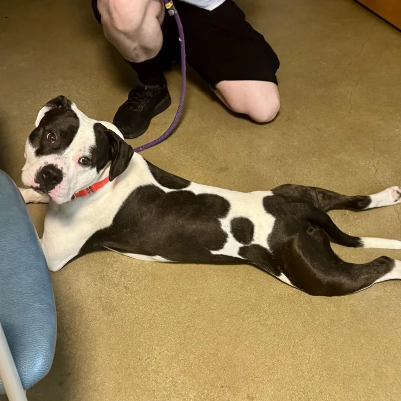 An adult medium-sized male Black Pit Bull Terrier dog named Oreo Delight for adoption in Baltimore, MD