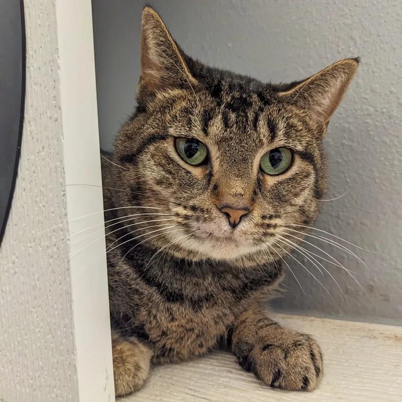 An adult large-sized female Brown / Chocolate Domestic Short Hair cat named Baby Cakes Sullivan Petsense for adoption in Union, MO