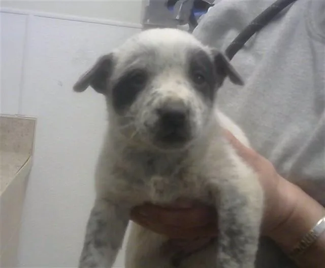 A baby small-sized female Australian Cattle Dog / Blue Heeler dog named Marigold for adoption in Albuquerque, NM