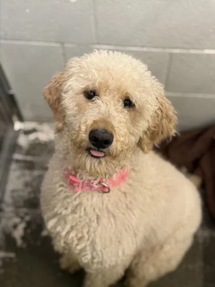 Lili