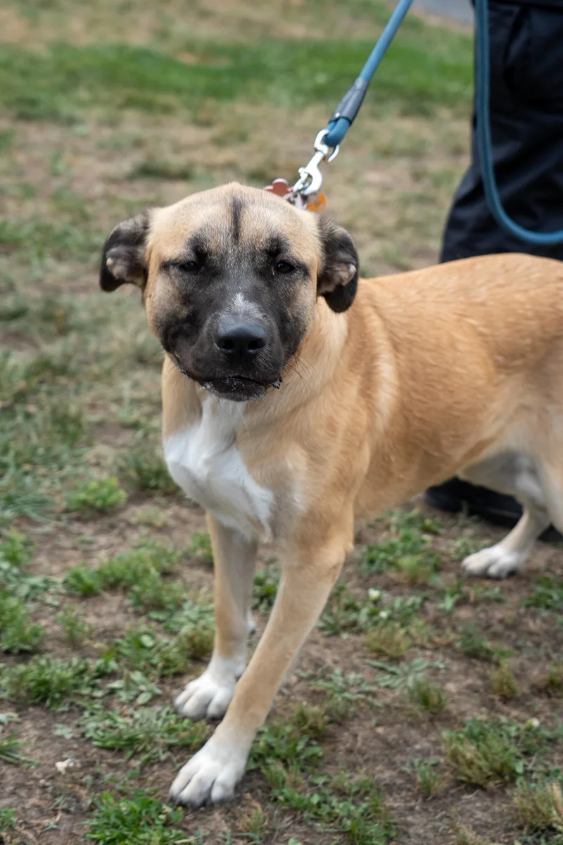 A young medium-sized female Apricot / Beige Turkish Kangal dog named Delilah for adoption in King George, VA