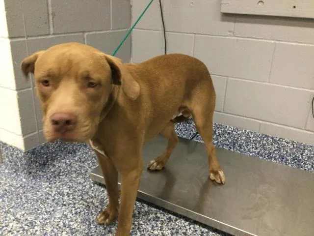 A young large-sized male Pit Bull Terrier dog named Bailey for adoption in Thousand Palms, CA