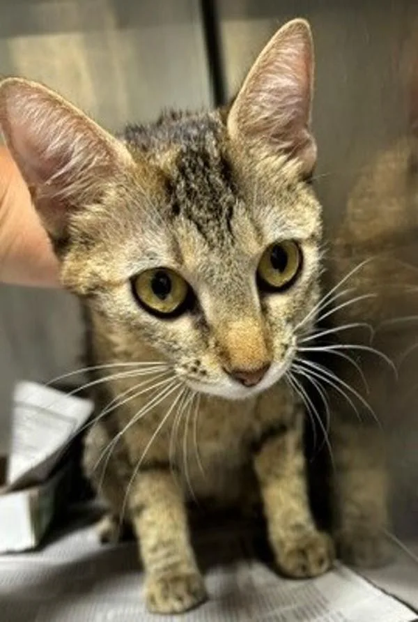 An adult small-sized female Domestic Short Hair cat named Geraldine for adoption in Dallas, GA