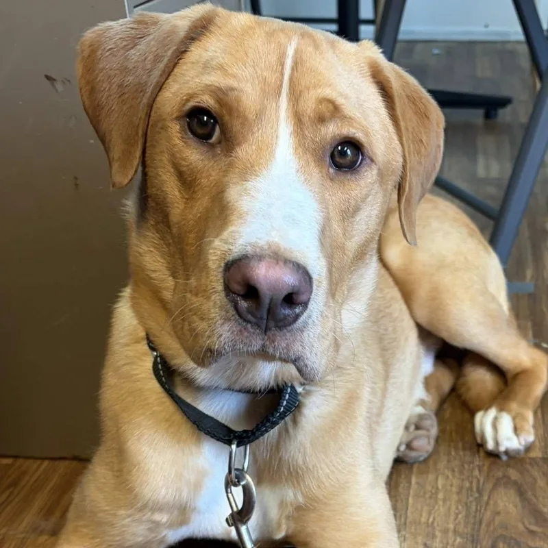 A young medium-sized male Golden Labrador Retriever dog named Heath for adoption in Washington, PA