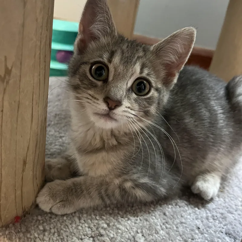 A baby medium-sized female Gray / Blue / Silver Domestic Short Hair cat named Thundera for adoption in Massillon, OH